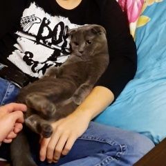 Подробнее об объявлении «Пропал кот вислоухий кот Туапсе» Фото: пропала кошка  «Пропал кот вислоухий кот Туапсе» в г. Туапсе