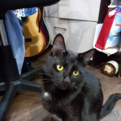 Подробнее об объявлении «Пропал кот Энгельс» Фото: пропала кошка  «Пропал кот Энгельс» в г. Энгельс