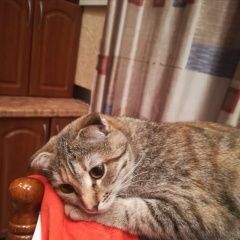 Подробнее об объявлении «Пропала кошка Рязань» Фото: пропала кошка  «Пропала кошка Рязань» в г. Рязань