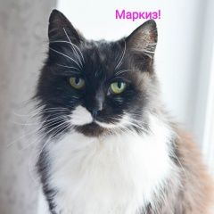 Подробнее об объявлении «Пропал кот Белгород» Фото: пропала кошка  «Пропал кот Белгород» в г. Белгород