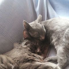 Подробнее об объявлении «Пропал кот снт дорожник Ногинск» Фото: пропала кошка  «Пропал кот снт дорожник Ногинск» в г. Ногинск