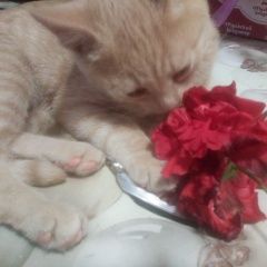 Подробнее об объявлении «Пропал котенок бакс Тула» Фото: пропала кошка  «Пропал котенок бакс Тула» в г. Тула