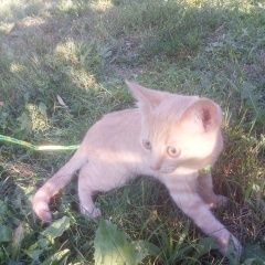 Подробнее об объявлении «Пропал кот бакс Тула» Фото: пропала кошка  «Пропал кот бакс Тула» в г. Тула