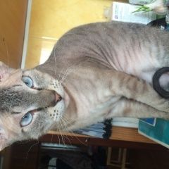 Подробнее об объявлении «Пропал кот тоша Коммунар» Фото: пропала кошка Петерболд (петербургский сфинкс) «Пропал кот тоша Коммунар» в г. Коммунар