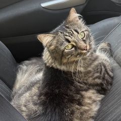 Подробнее об объявлении «Пропал кот зшк район, октябрьский 92а Череповец» Фото: пропала кошка  «Пропал кот зшк район, октябрьский 92а Череповец» в г. Череповец