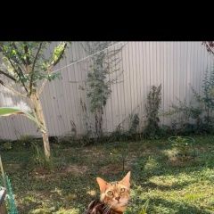 Подробнее об объявлении «Пропал кот алачково, снт уют, ский район Чехов» Фото: пропала кошка Бенгальская кошка «Пропал кот алачково, снт уют, ский район Чехов» в г. Чехов