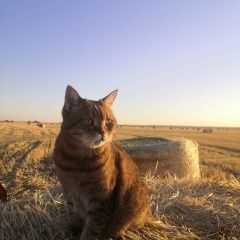 Подробнее об объявлении «Пропал кот. Новороссийск» Фото: пропала кошка Британская короткошерстная кошка «Пропал кот. Новороссийск» в г. Новороссийск