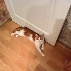 Подробнее об объявлении «Пропала кошка Зеленоград» Фото: пропала кошка  «Пропала кошка Зеленоград» в г. Зеленоград