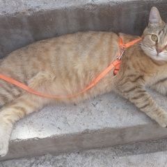 Подробнее об объявлении «Пропала кошка Переволоцкий» Фото: пропала кошка  «Пропала кошка Переволоцкий» в г. Переволоцкий