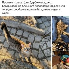 Подробнее об объявлении «Пропала кошка Руза» Фото: пропала кошка  «Пропала кошка Руза» в г. Руза