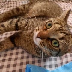 Подробнее об объявлении «Пропал кот Смоленск» Фото: пропала кошка  «Пропал кот Смоленск» в г. Смоленск