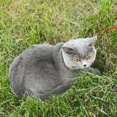 Подробнее об объявлении «Пропала кошка британка. в нижнем услоне Казань» Фото: пропала кошка Британская короткошерстная кошка «Пропала кошка британка. в нижнем услоне Казань» в г. Казань