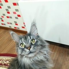 Картинка пропала кошка В городе Ярославль потерялся котенька. Ярославль