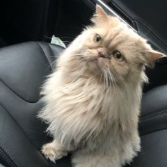 Подробнее об объявлении «Пропал кот Санкт-Петербург» Фото: пропала кошка Персидская кошка «Пропал кот Санкт-Петербург» в г. Санкт-Петербург