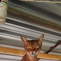 ����: ������� ����� ����������� ����� ������� ��� ����������� � �. ����������