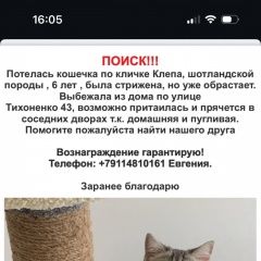 Картинка пропала кошка