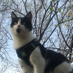 Подробнее об объявлении «Саратов Пропал кот» Фото: пропала кошка  «Саратов Пропал кот» в г. Саратов
