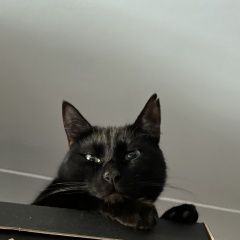 Подробнее об объявлении «Пропал кот черный Санкт-Петербург» Фото: пропала кошка  «Пропал кот черный Санкт-Петербург» в г. Санкт-Петербург