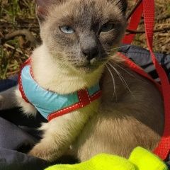 Подробнее об объявлении «Мытищи Пропала кошка» Фото: пропала кошка Сиамская кошка «Мытищи Пропала кошка» в г. Мытищи