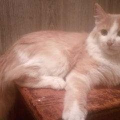 Подробнее об объявлении «Иркутск Пропал кот» Фото: пропала кошка  «Иркутск Пропал кот» в г. Иркутск