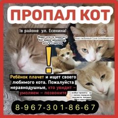 Подробнее об объявлении «Краснодар Пропал кот рыжий с белым окрас» Фото: пропала кошка  «Краснодар Пропал кот рыжий с белым окрас» в г. Краснодар