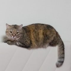 Подробнее об объявлении «Волгоград Пропала кошка» Фото: пропала кошка  «Волгоград Пропала кошка» в г. Волгоград