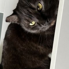 Подробнее об объявлении «Пропала кошка муся Выкса» Фото: пропала кошка  «Пропала кошка муся Выкса» в г. Выкса
