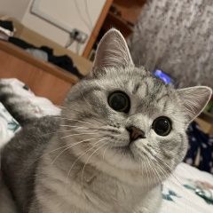 Подробнее об объявлении «Пропал кот помогите пожалуйста найти Красногорск» Фото: пропала кошка Британская короткошерстная кошка «Пропал кот помогите пожалуйста найти Красногорск» в г. Красногорск