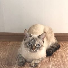 Подробнее об объявлении «Пропала кошка Орехово-Зуево» Фото: пропала кошка  «Пропала кошка Орехово-Зуево» в г. Орехово-Зуево