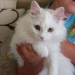 Подробнее об объявлении «Пропала кошка кошечка Миасс» Фото: пропала кошка  «Пропала кошка кошечка Миасс» в г. Миасс