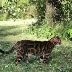 Подробнее об объявлении «Пропал кот в деревне в 12 км от Полоцк» Фото: пропала кошка Бенгальская кошка «Пропал кот в деревне в 12 км от Полоцк» в г. Полоцк