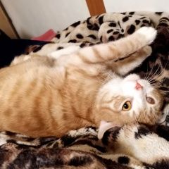 Подробнее об объявлении «Новосибирск Пропал кот рыжий кот, ищем, глаз правый» Фото: пропала кошка  «Новосибирск Пропал кот рыжий кот, ищем, глаз...» в г. Новосибирск