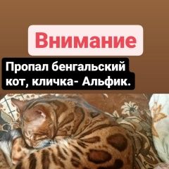 Подробнее об объявлении «Пропала кошка бенгальский кот по кличке альфик Макеевка» Фото: пропала кошка  «Пропала кошка бенгальский кот по кличке альфик...» в г. Макеевка