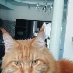 Подробнее об объявлении «Воронеж Пропал кот» Фото: пропала кошка  «Воронеж Пропал кот» в г. Воронеж