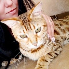 Подробнее об объявлении «Пропала кошка Барнаул» Фото: пропала кошка Бенгальская кошка «Пропала кошка Барнаул» в г. Барнаул