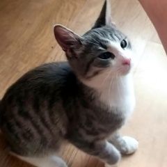 Подробнее об объявлении «Пропал кот Великий Новгород (Новгород)» Фото: пропала кошка  «Пропал кот Великий Новгород (Новгород)» в г. Великий Новгород (Новгород)