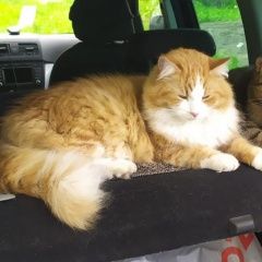 Подробнее об объявлении «Пропал кот Санкт-Петербург» Фото: пропала кошка  «Пропал кот Санкт-Петербург» в г. Санкт-Петербург