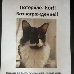 Подробнее об объявлении «Новосибирск Пропал кот крупный кот» Фото: пропала кошка  «Новосибирск Пропал кот крупный кот» в г. Новосибирск