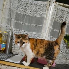 Подробнее об объявлении «Хабаровск Пропала кошка в поселке горького, но могли увезти» Фото: пропала кошка  «Хабаровск Пропала кошка в поселке горького, но...» в г. Хабаровск