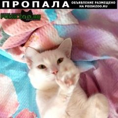 Подробнее об объявлении «Пропал кот белый, турецкая ангорка Воронеж» Фото: пропала кошка Турецкая ангора «Пропал кот белый, турецкая ангорка Воронеж» в г. Воронеж