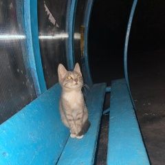 Подробнее об объявлении «Пропал кот в шевлягино котёнок Куровское» Фото: пропала кошка  «Пропал кот в шевлягино котёнок Куровское» в г. Куровское