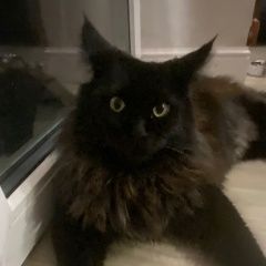 Подробнее об объявлении «Пропала кошка Анапа» Фото: пропала кошка Мейн-кун «Пропала кошка Анапа» в г. Анапа