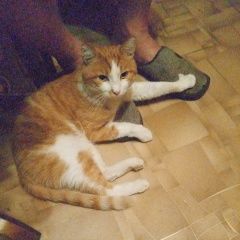 Подробнее об объявлении «Иркутск Пропал кот» Фото: пропала кошка  «Иркутск Пропал кот» в г. Иркутск