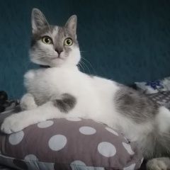 Подробнее об объявлении «Пропал кот Пятигорск» Фото: пропала кошка  «Пропал кот Пятигорск» в г. Пятигорск