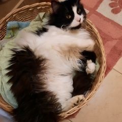 Подробнее об объявлении «Пропал кот Сертолово» Фото: пропала кошка Персидская кошка «Пропал кот Сертолово» в г. Сертолово