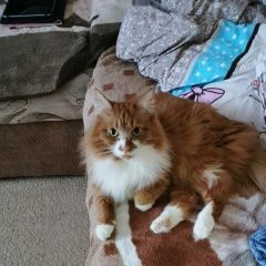 Подробнее об объявлении «Пропал кот ухоженный пушистый кострированный Салехард Ямало-Ненецкий АО» Фото: пропала кошка  «Пропал кот ухоженный пушистый кострированный...» в г. Салехард Ямало-Ненецкий АО