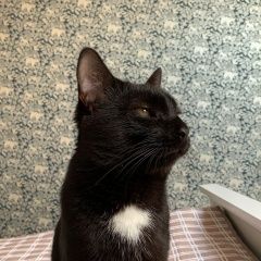 Подробнее об объявлении «Пропал кот 5 сентября 2022 авиагородок Оренбург» Фото: пропала кошка  «Пропал кот 5 сентября 2022 авиагородок Оренбург» в г. Оренбург