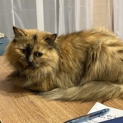 Подробнее об объявлении «Пропала кошка Солнечногорск» Фото: пропала кошка  «Пропала кошка Солнечногорск» в г. Солнечногорск