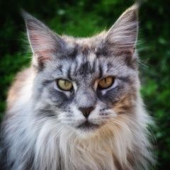 Подробнее об объявлении «Пропала кошка помогите найти Ашитково» Фото: пропала кошка Мейн-кун «Пропала кошка помогите найти Ашитково» в г. Ашитково