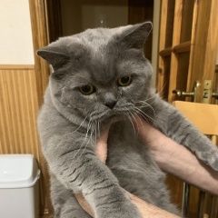 Подробнее об объявлении «Пропал кот, серый британский Павлоград» Фото: пропала кошка  «Пропал кот, серый британский Павлоград» в г. Павлоград